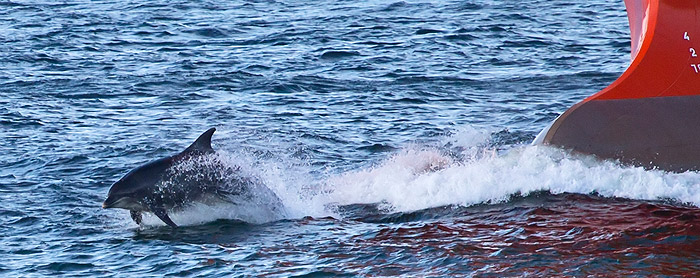 Dolphins
